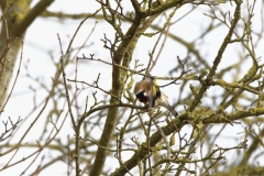 Goldfinch