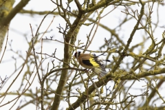 Goldfinch