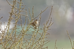 Dunnock