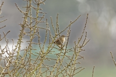 Dunnock