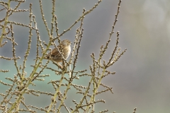 Dunnock