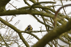 Goldfinch