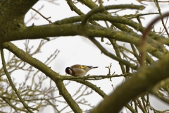 Goldfinch