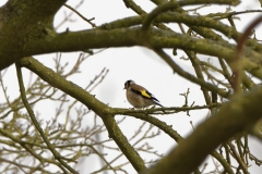 Goldfinch