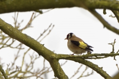 Goldfinch