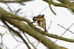 Goldfinch