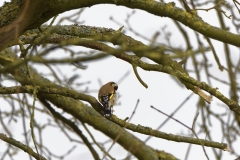 Goldfinch