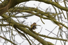 Goldfinch