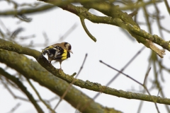 Goldfinch