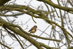 Goldfinch