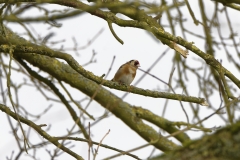 Goldfinch