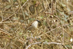 Male House Sparrow