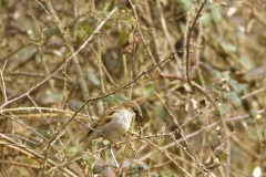 Male House Sparrow