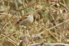 Male House Sparrow