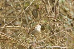 Male House Sparrow