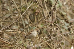 Male House Sparrow