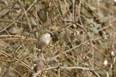 Male House Sparrow