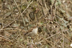 Male House Sparrow