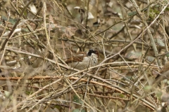 Male Tree Sparrow