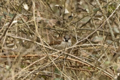 Male Tree Sparrow