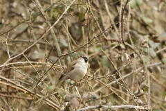 Male House Sparrow