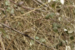 Female House Sparrow