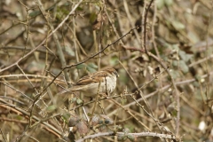 Male House Sparrow