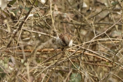 Male Tree Sparrow