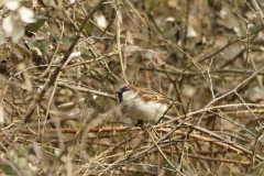 Male House Sparrow