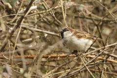 Male House Sparrow