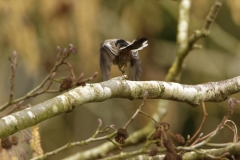 Lang-tailed Tit in Flight