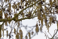 Lang-tailed Tit