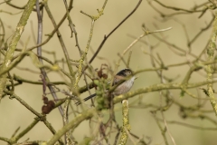 Lang-tailed Tit