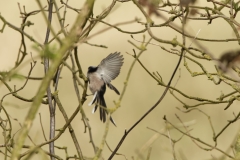 Long-tailed Tit in Flight