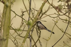 Long-tailed Tit