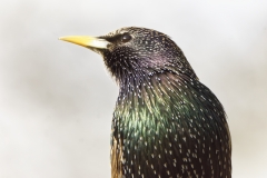 Starling