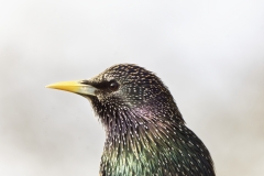 Starling