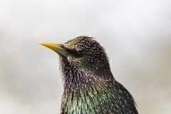 Starling