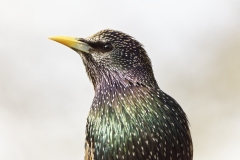 Starling