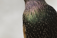 Starling