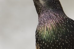 Starling