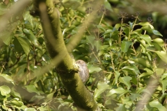 Dunnock