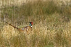 Male Pheasant