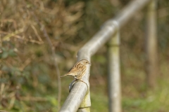 Dunnock