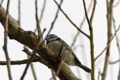 Blue Tit