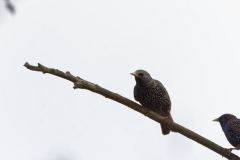 Starlings