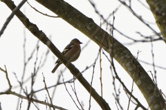 Chaffinch