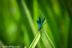 Blue Damselfly on Reed Wings Open Front View