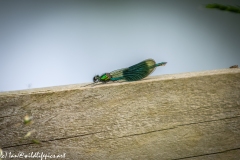 Blue Green Damselfly on Wooden Fence Side View