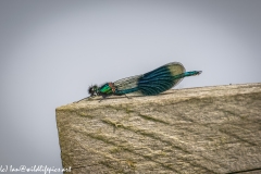 Blue Green Damselfly on Wooden Fence Side View